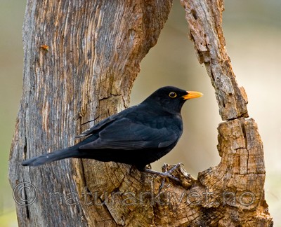 BB 05 0049 / Turdus merula / Svarttrost